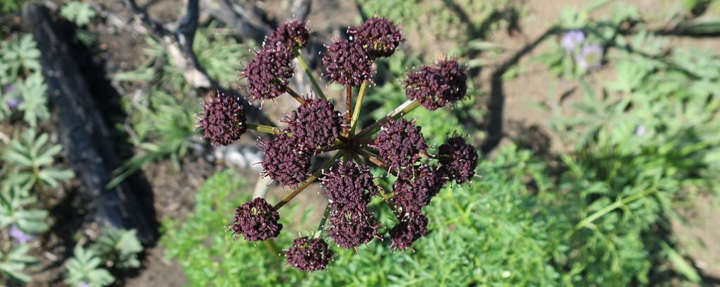 Desert Parsley Antiviral Herb